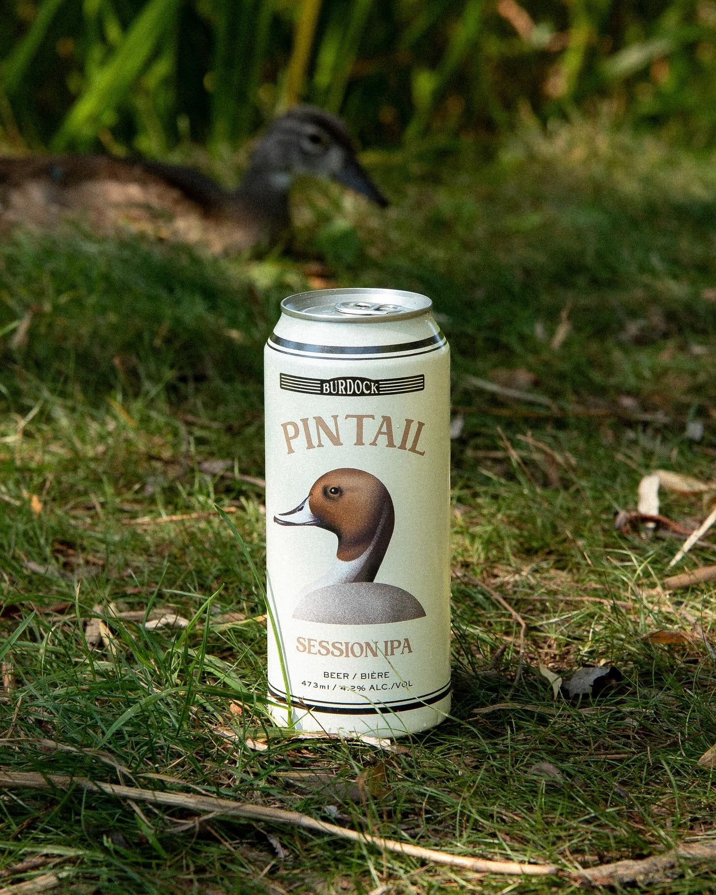 Pintail 4.2%