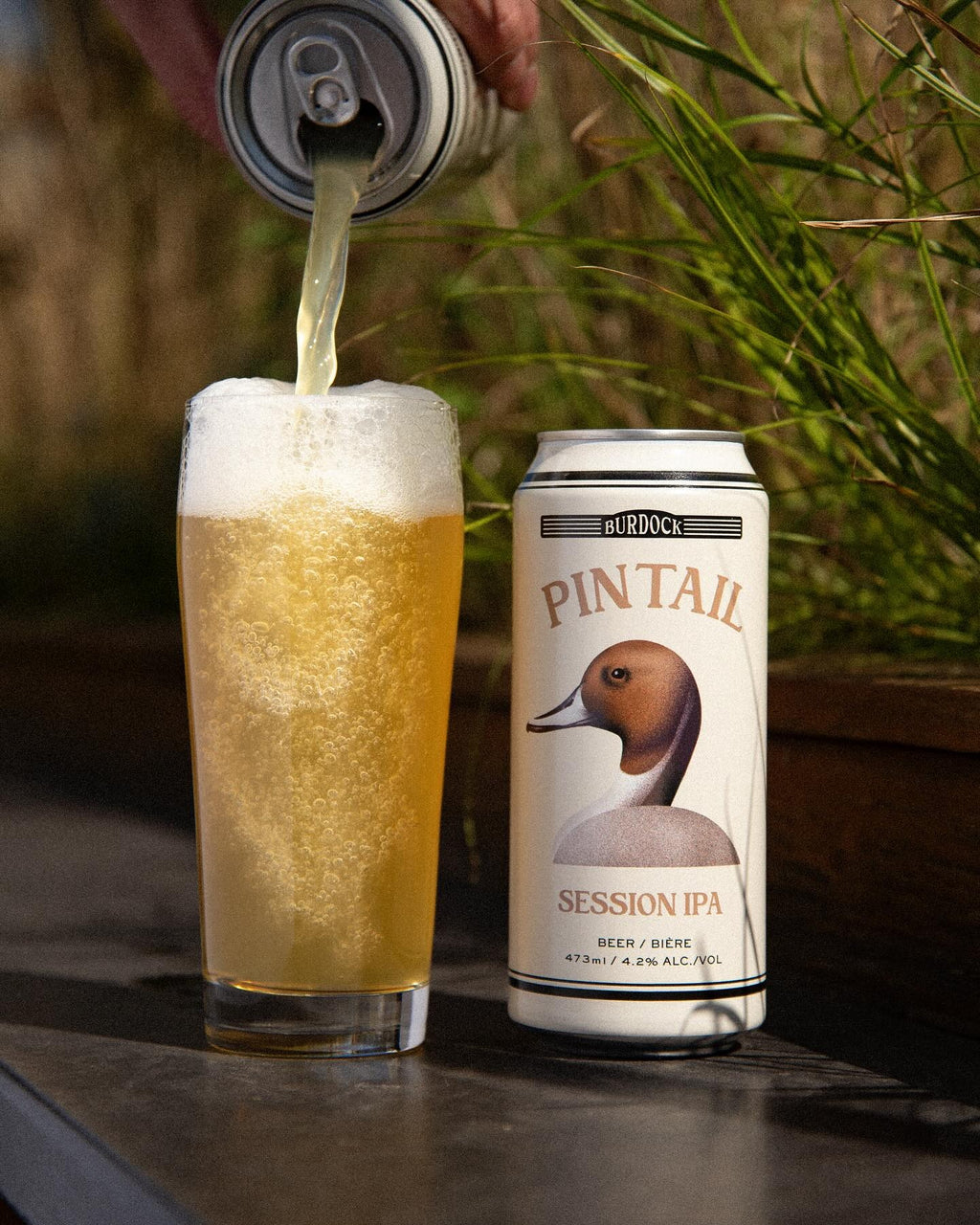 Pintail 4.2%